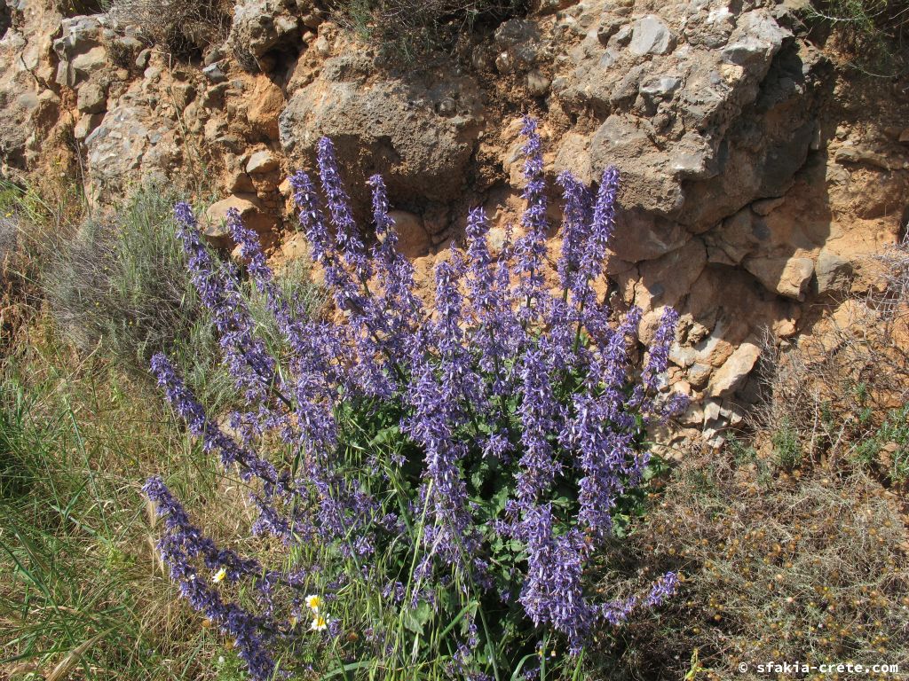 Photo report: Around Sfakia, Crete Spring 2013